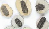 Lot: Assorted Devonian Trilobites - Pieces #76919-4